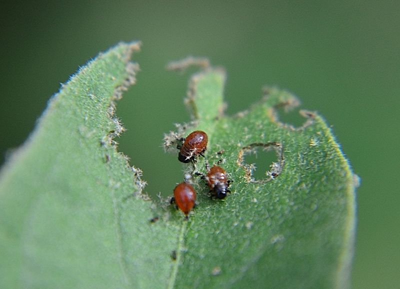 dorifora (Leptinotarsa decemlineata)